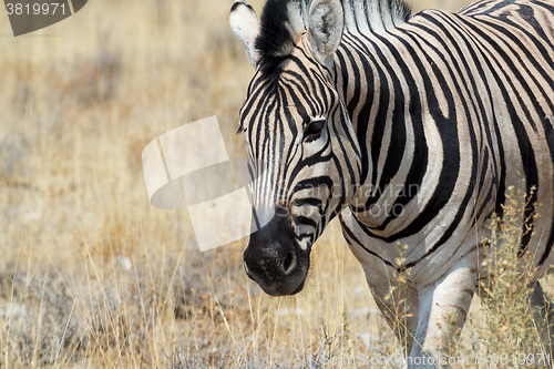 Image of Zebra in african bush