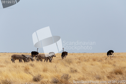 Image of Ostrich Struthio camelus, in Etosha, Namibia