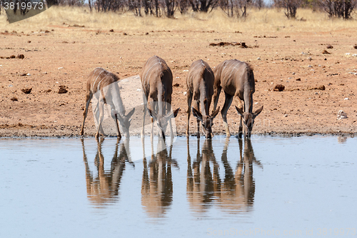 Image of drinking Kudu antelope