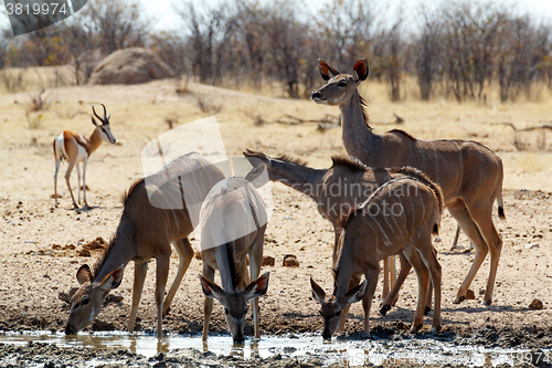 Image of drinking Kudu antelope