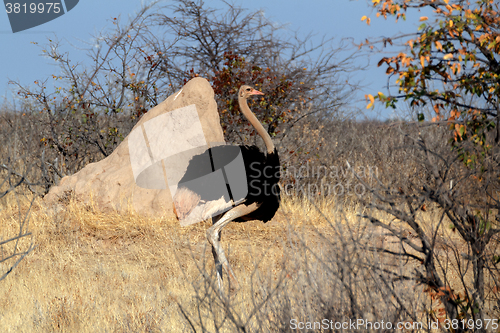 Image of Ostrich Struthio camelus, in Etosha, Namibia