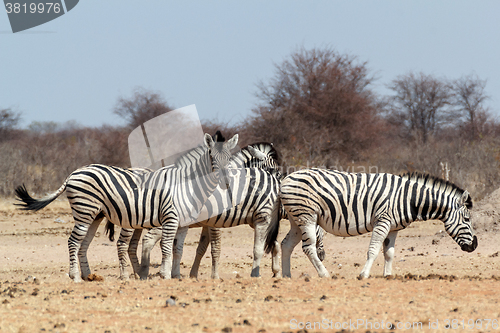 Image of Zebra in african bush