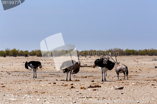 Image of Ostrich Struthio camelus, in Etosha, Namibia