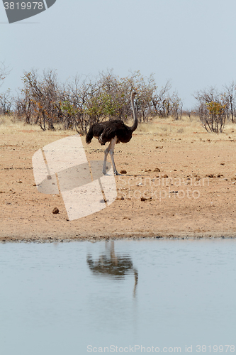 Image of Ostrich Struthio camelus, in Etosha, Namibia