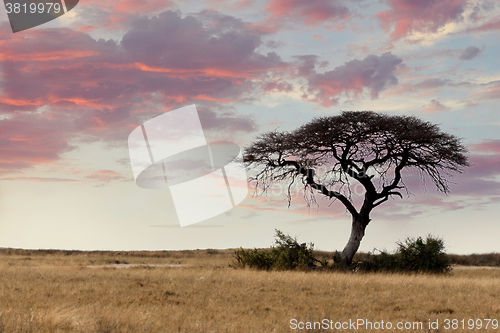 Image of Large Acacia tree in the open savanna plains Africa