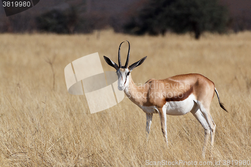 Image of Springbok Antidorcas marsupialis