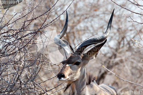 Image of portrait of Kudu antelope