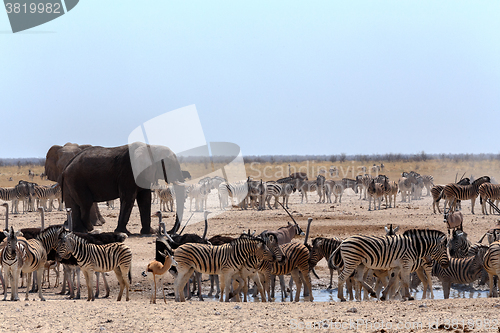 Image of crowded waterhole with Elephants