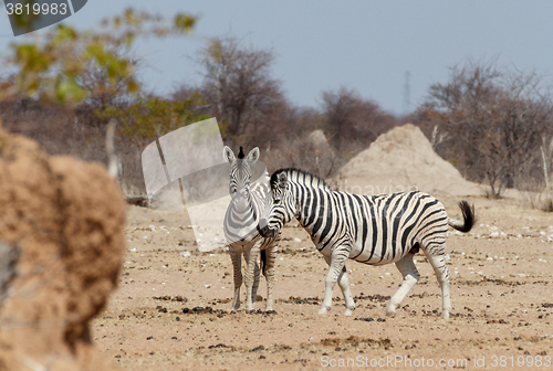 Image of Zebra in african bush