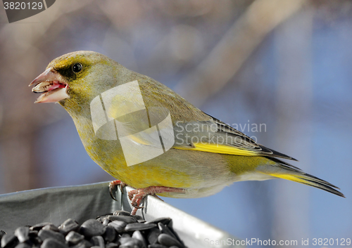 Image of European Greenfinch Bird