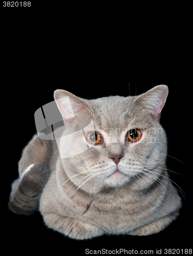 Image of Gray British Cat