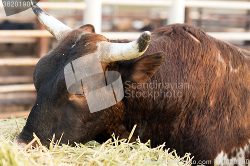 Image of Bull Cow Gets Morning Feeding Washington Country Ranch