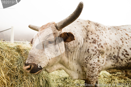 Image of Bull Cow Gets Morning Feeding Washington Country Ranch