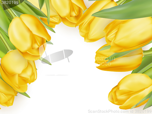 Image of Yellow fresh tulips on white. EPS 10