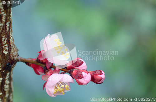 Image of Spring with pink flowers