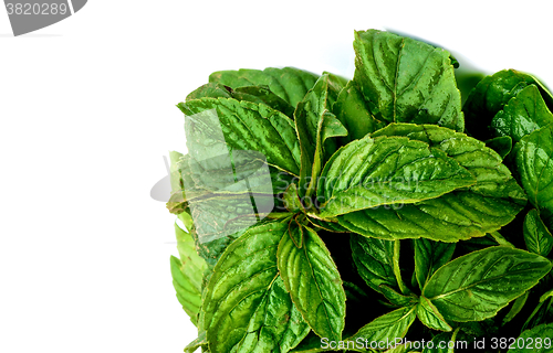 Image of Bunch of Lemon Balm