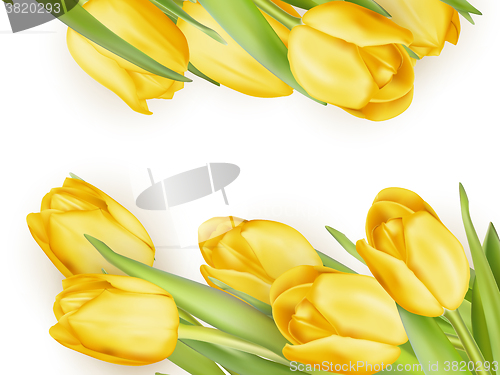 Image of Yellow fresh tulips on white. EPS 10