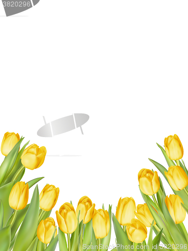 Image of Isolated tulip frame. EPS 10