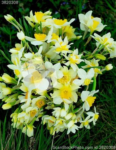 Image of Bunch of Spring Daffodils