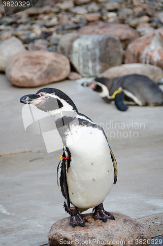 Image of one little pinguin stand on a stone