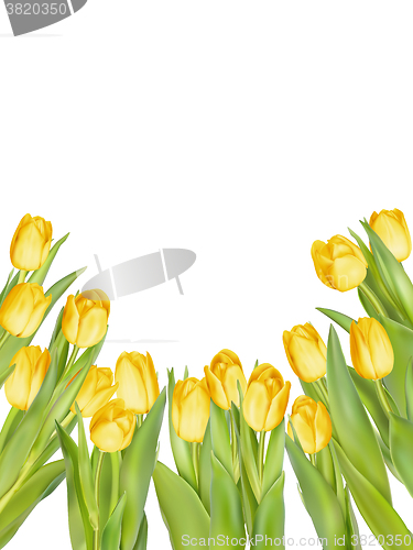 Image of Isolated tulip frame. EPS 10