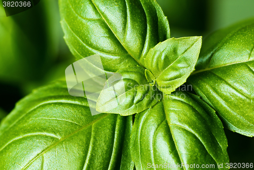 Image of Fresh basil leaves (detail)
