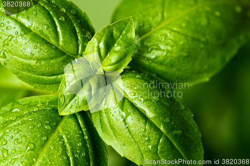 Image of Fresh basil leaves (detail)