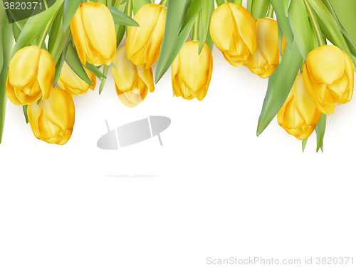 Image of Isolated tulip frame. EPS 10