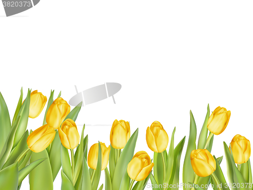 Image of Isolated tulip frame. EPS 10