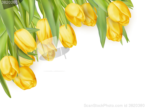 Image of Isolated tulip frame. EPS 10