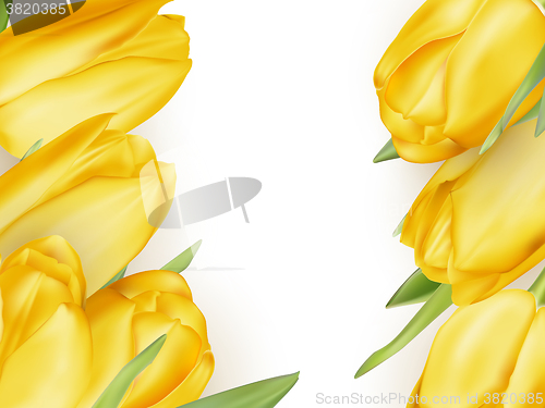 Image of Isolated tulip frame. EPS 10