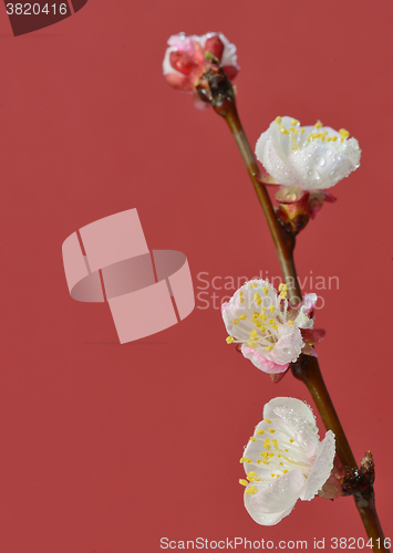 Image of brunch cherry blossoms 