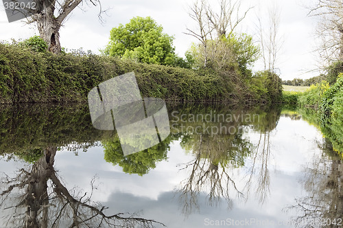 Image of Lush riverbank