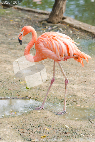 Image of Red flamingo Phoenicopterus ruber