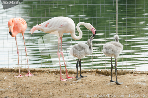 Image of Pink flamingo Phoenicopterus roseus feeding chicks