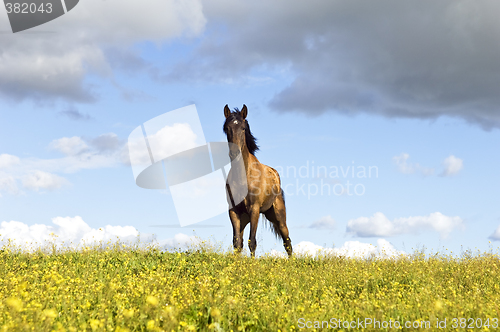 Image of Chestnut horse