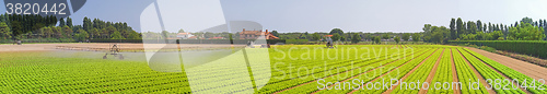 Image of Panoramic Salad Field