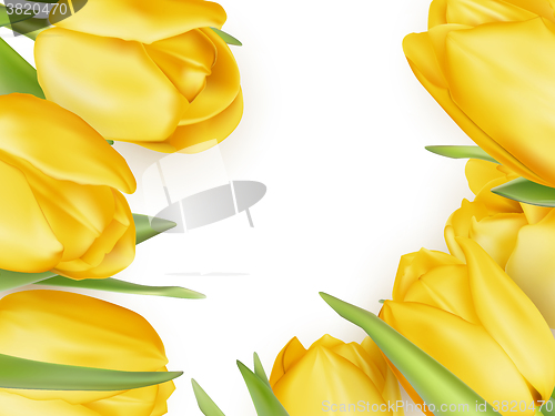 Image of Yellow fresh tulips on white. EPS 10