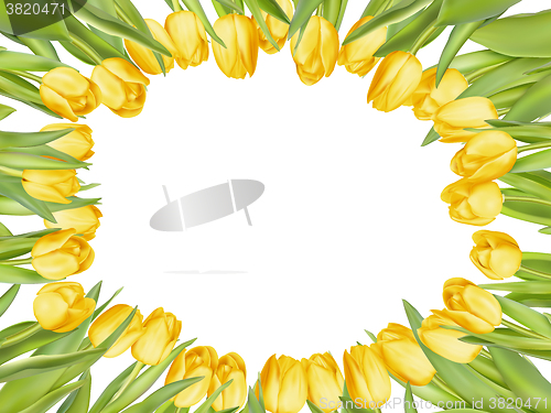 Image of Yellow fresh tulips on white. EPS 10