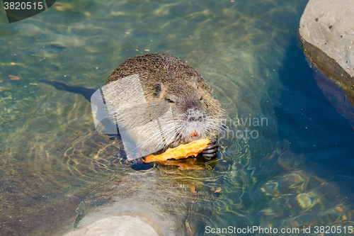 Image of European Beaver eating a carrot