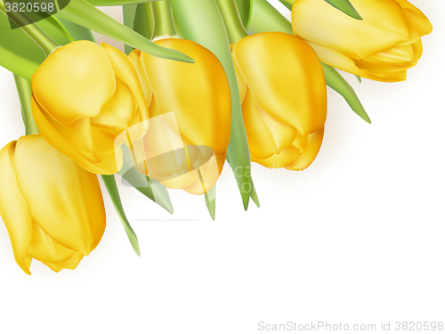 Image of Yellow fresh tulips on white. EPS 10