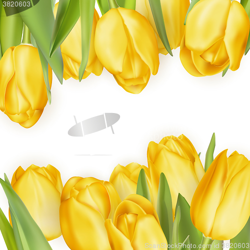 Image of Yellow fresh tulips on white. EPS 10