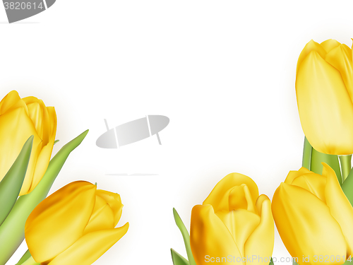 Image of Yellow fresh tulips on white. EPS 10