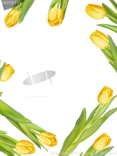 Image of Yellow fresh tulips on white. EPS 10