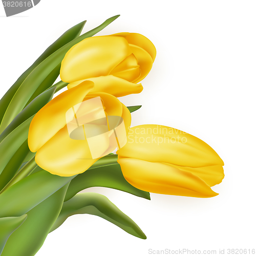 Image of Tulips decorative background. EPS 10