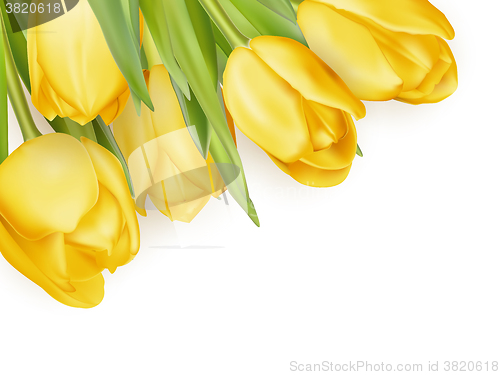 Image of Yellow fresh tulips on white. EPS 10