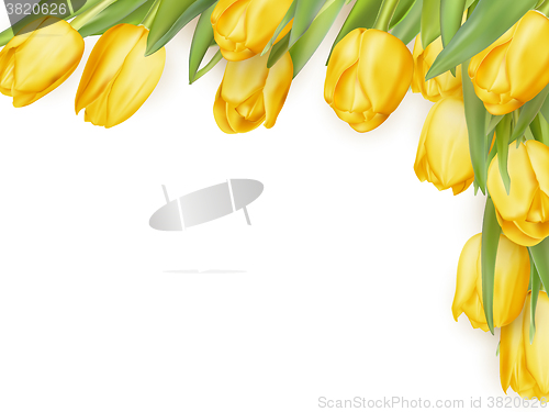 Image of Isolated tulip frame. EPS 10