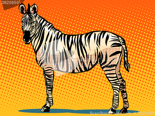 Image of African Zebra animal