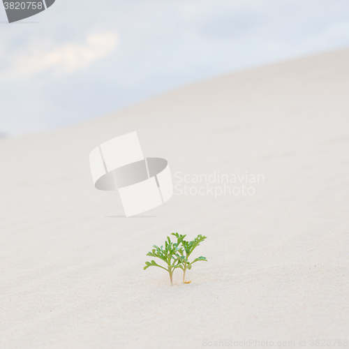 Image of Two green plant sprouts in desert sand.