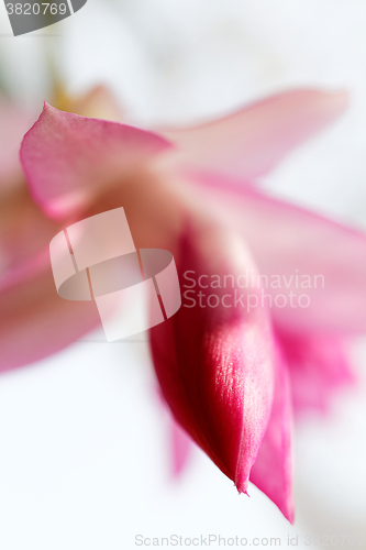 Image of Christmas cactus